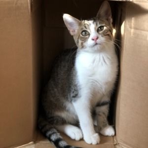 Meet your Posher, Dixie